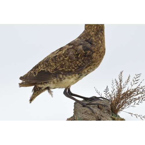 260 - Vintage French taxidermy bird with long protruding beak on naturalistic base. 22cm tall.