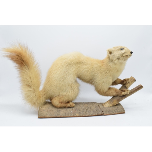 261 - A vintage French taxidermy model of Mink / Pine Martin like animal with white fur on wooden base. 53... 