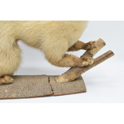 261 - A vintage French taxidermy model of Mink / Pine Martin like animal with white fur on wooden base. 53... 