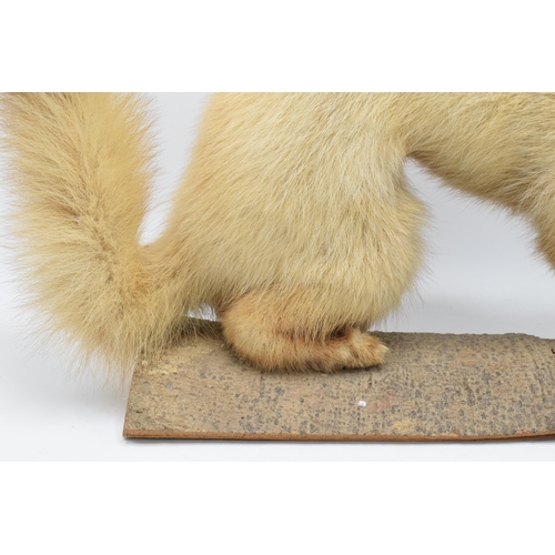 261 - A vintage French taxidermy model of Mink / Pine Martin like animal with white fur on wooden base. 53... 