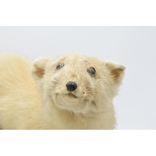 261 - A vintage French taxidermy model of Mink / Pine Martin like animal with white fur on wooden base. 53... 