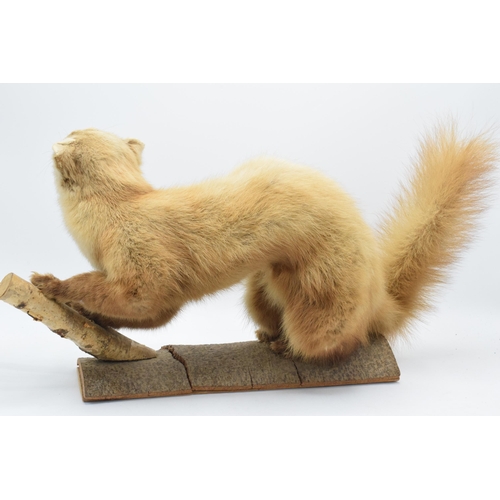 261 - A vintage French taxidermy model of Mink / Pine Martin like animal with white fur on wooden base. 53... 