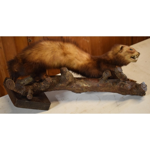 262 - A vintage French taxidermy model of Mink / Pine Martin like animal on wooden branch. 46cm long.