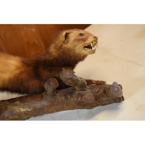 262 - A vintage French taxidermy model of Mink / Pine Martin like animal on wooden branch. 46cm long.