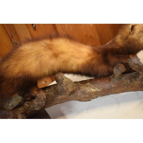 262 - A vintage French taxidermy model of Mink / Pine Martin like animal on wooden branch. 46cm long.