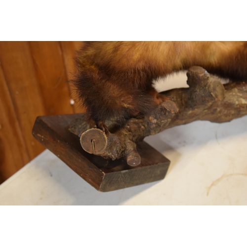 262 - A vintage French taxidermy model of Mink / Pine Martin like animal on wooden branch. 46cm long.