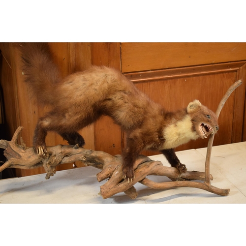 263 - A vintage French taxidermy model of Mink / Pine Martin like animal on wooden base. 65cm long.