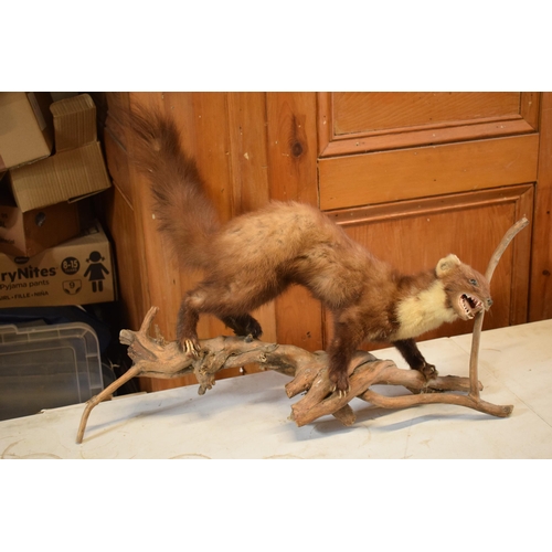 263 - A vintage French taxidermy model of Mink / Pine Martin like animal on wooden base. 65cm long.