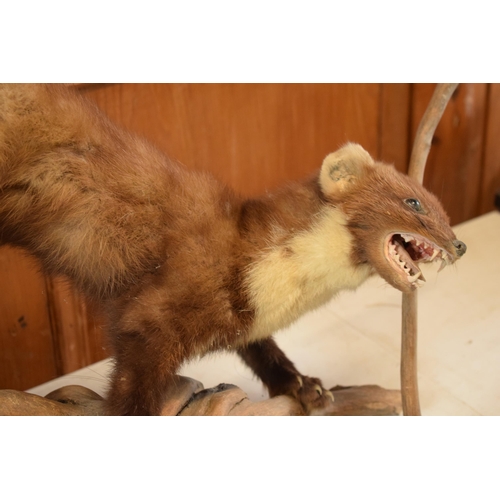 263 - A vintage French taxidermy model of Mink / Pine Martin like animal on wooden base. 65cm long.