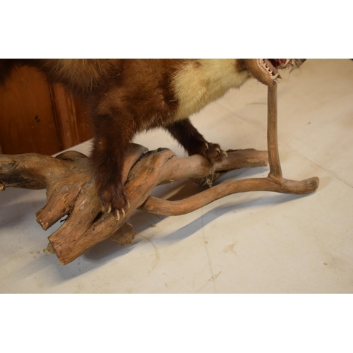 263 - A vintage French taxidermy model of Mink / Pine Martin like animal on wooden base. 65cm long.