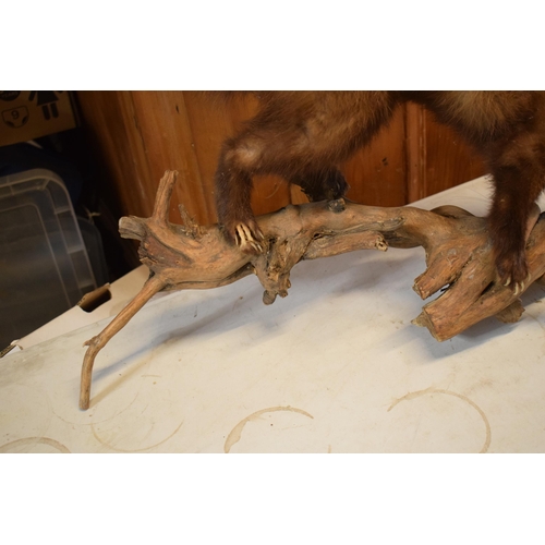 263 - A vintage French taxidermy model of Mink / Pine Martin like animal on wooden base. 65cm long.