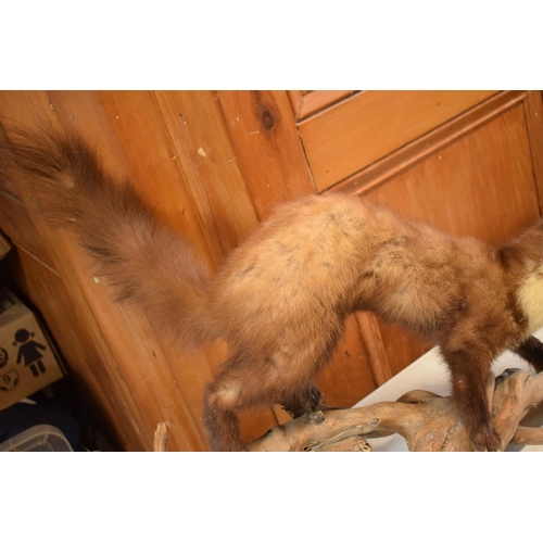 263 - A vintage French taxidermy model of Mink / Pine Martin like animal on wooden base. 65cm long.