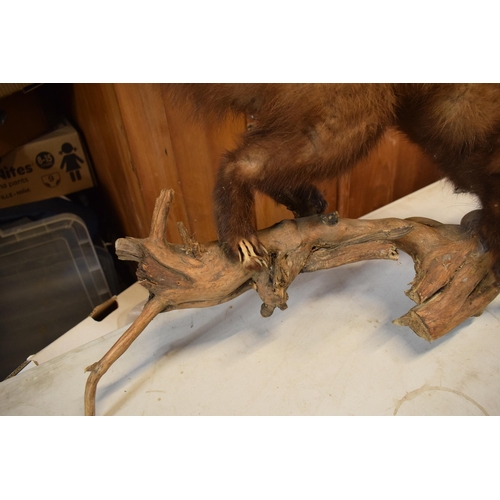 263 - A vintage French taxidermy model of Mink / Pine Martin like animal on wooden base. 65cm long.