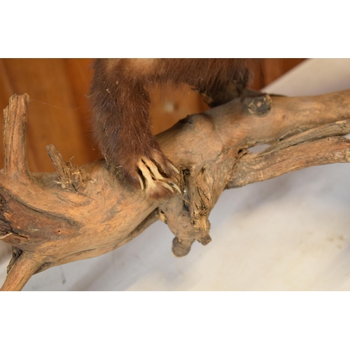 263 - A vintage French taxidermy model of Mink / Pine Martin like animal on wooden base. 65cm long.