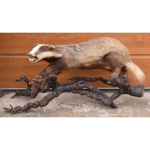 264 - A vintage taxidermy badger mounted on wooden branches, 78cm long.