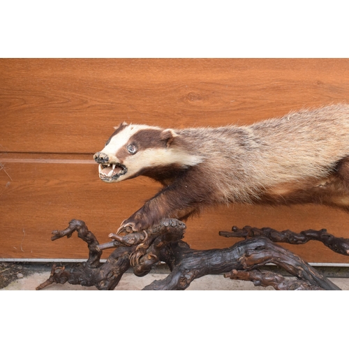 264 - A vintage taxidermy badger mounted on wooden branches, 78cm long.