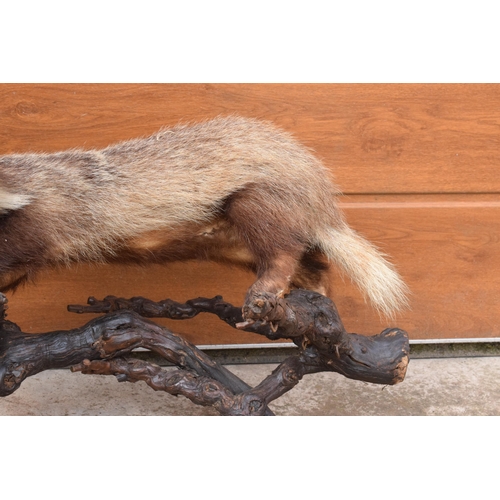 264 - A vintage taxidermy badger mounted on wooden branches, 78cm long.