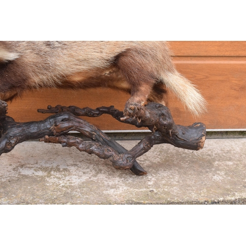 264 - A vintage taxidermy badger mounted on wooden branches, 78cm long.