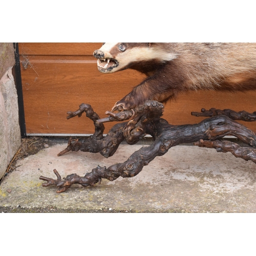 264 - A vintage taxidermy badger mounted on wooden branches, 78cm long.