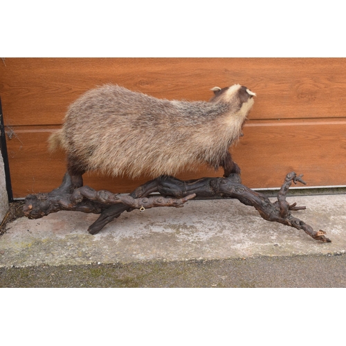 264 - A vintage taxidermy badger mounted on wooden branches, 78cm long.