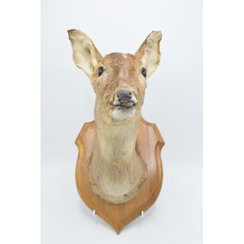 265 - A vintage taxidermy deer head mounted on wooden shield-shaped wall mount. 38cm tall.