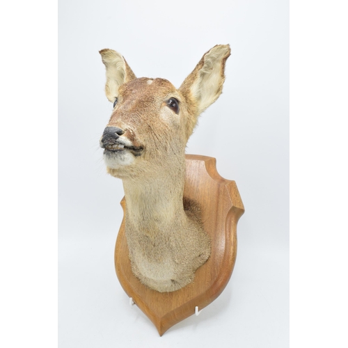 265 - A vintage taxidermy deer head mounted on wooden shield-shaped wall mount. 38cm tall.