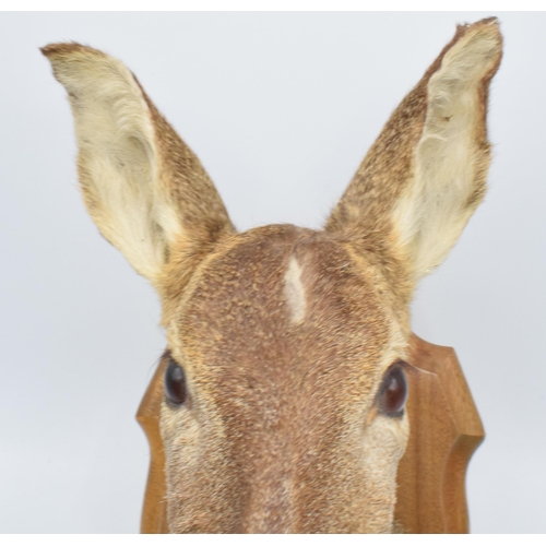 265 - A vintage taxidermy deer head mounted on wooden shield-shaped wall mount. 38cm tall.