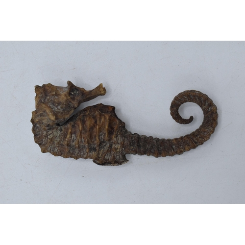 268 - A taxidermy model of a seahorse. 6cm long.