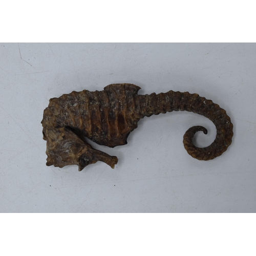 268 - A taxidermy model of a seahorse. 6cm long.