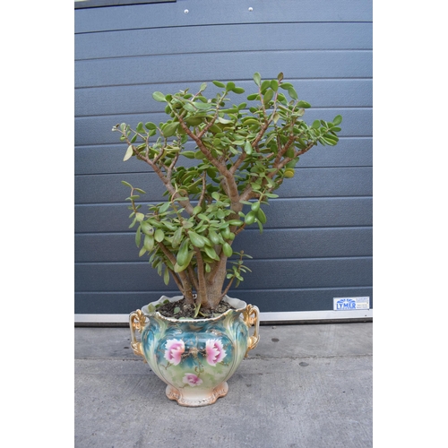 291 - A 19th century large pottery jardiniere set with a money tree (or similar), 75cm tall.