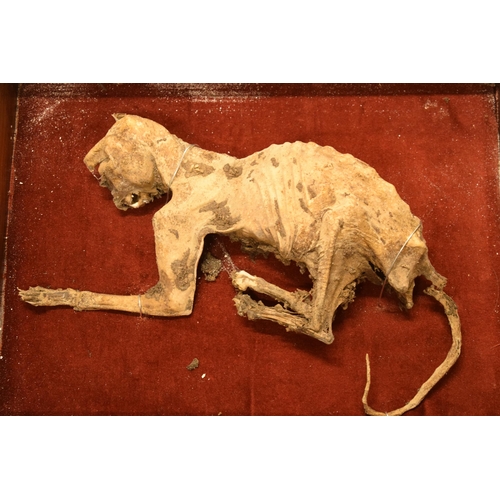 265A - Cased mummified cat with most teeth and claws intact. Case 55cm x 45cm.