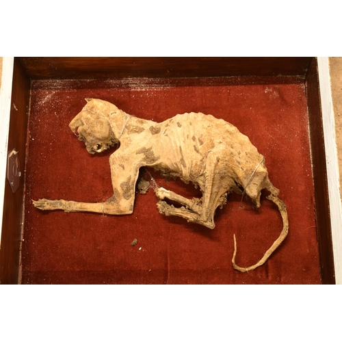 265A - Cased mummified cat with most teeth and claws intact. Case 55cm x 45cm.