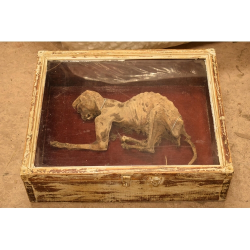 265A - Cased mummified cat with most teeth and claws intact. Case 55cm x 45cm.