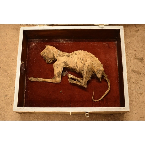 265A - Cased mummified cat with most teeth and claws intact. Case 55cm x 45cm.