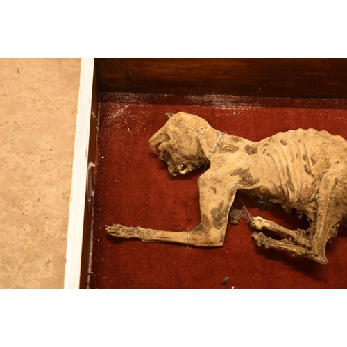 265A - Cased mummified cat with most teeth and claws intact. Case 55cm x 45cm.