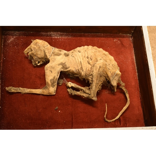 265A - Cased mummified cat with most teeth and claws intact. Case 55cm x 45cm.