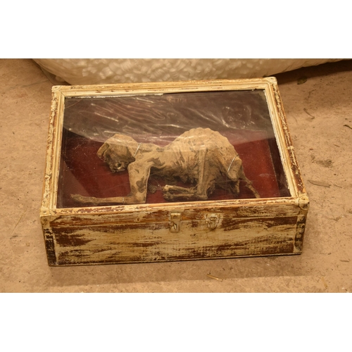 265A - Cased mummified cat with most teeth and claws intact. Case 55cm x 45cm.