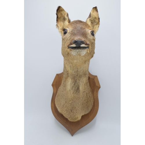 276 - Taxidermy: a vintage French taxidermy head of a deer / gazelle on wooden shield. 46cm tall.