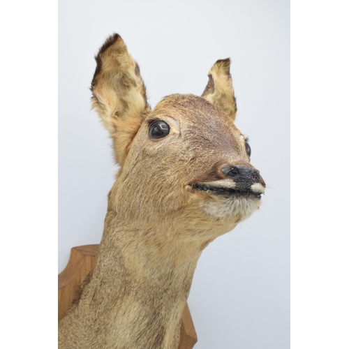 276 - Taxidermy: a vintage French taxidermy head of a deer / gazelle on wooden shield. 46cm tall.