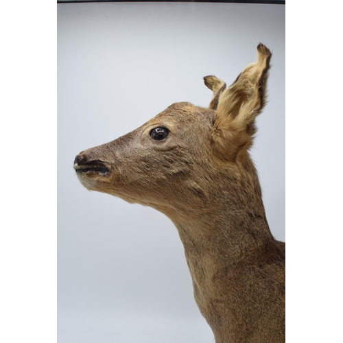 276 - Taxidermy: a vintage French taxidermy head of a deer / gazelle on wooden shield. 46cm tall.