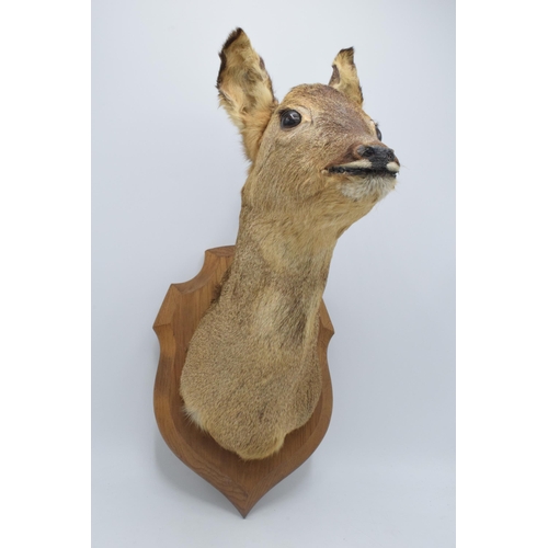 175A - Taxidermy: a vintage French taxidermy head of a deer / gazelle on wooden shield. 46cm tall.