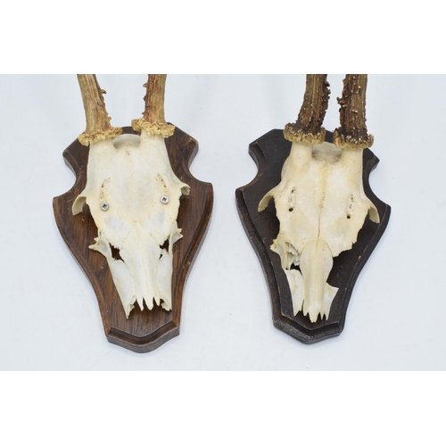 171 - A pair of mounted skulls and antlers mounted on wooden shields (2). Approx 27cm tall.