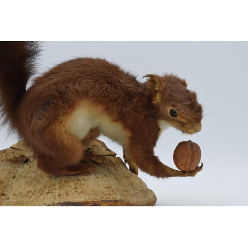 173 - A vintage French taxidermy model of a Red Squirrel mounted on wooden base holding a nut. 26cm tall.