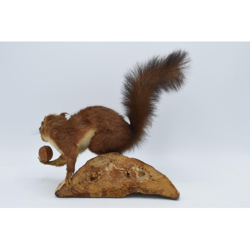 173 - A vintage French taxidermy model of a Red Squirrel mounted on wooden base holding a nut. 26cm tall.