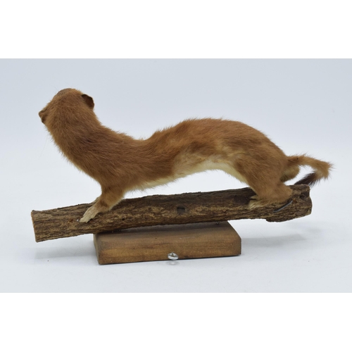 175 - A vintage French taxidermy model of a Stoat (or similar) mounted on a wooden base. 26cm long.