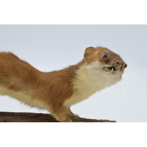 175 - A vintage French taxidermy model of a Stoat (or similar) mounted on a wooden base. 26cm long.