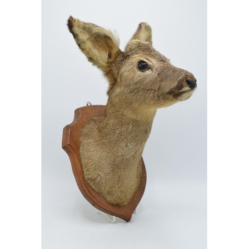 177 - A vintage French taxidermy model of a Deer mounted on a wooden shield. 38cm tall.