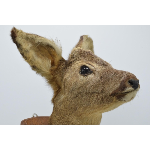 177 - A vintage French taxidermy model of a Deer mounted on a wooden shield. 38cm tall.