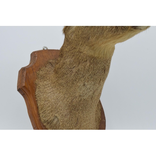 177 - A vintage French taxidermy model of a Deer mounted on a wooden shield. 38cm tall.