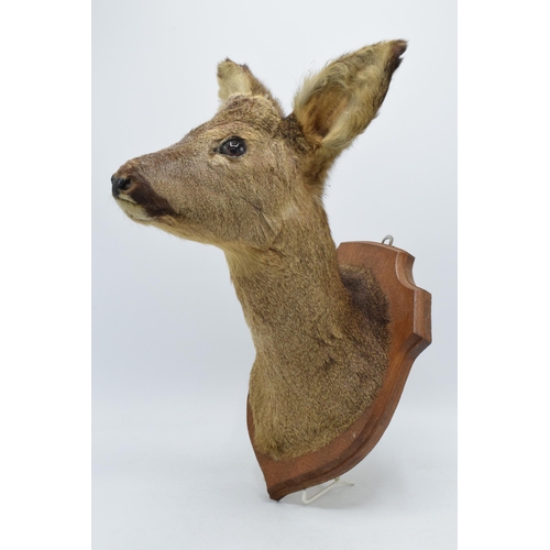 177 - A vintage French taxidermy model of a Deer mounted on a wooden shield. 38cm tall.